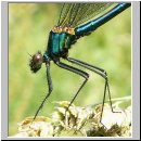 Calopteryx splendens - Gebaenderte Prachtlibelle m02.jpg